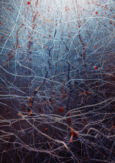 A view from inside the neocortex of the highly organized network of neurons