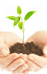 Juralégumes photo hands holding seedling in dirt. Home delivery services