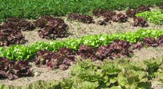 Paniers de la ferme purple and green lettuce field. Home delivery services